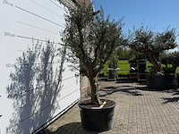 Olijfboom vertakt xxl - olea europaea - ca. 120 jaar oud - hoogte ca. 280 cm - afbeelding 3 van  9