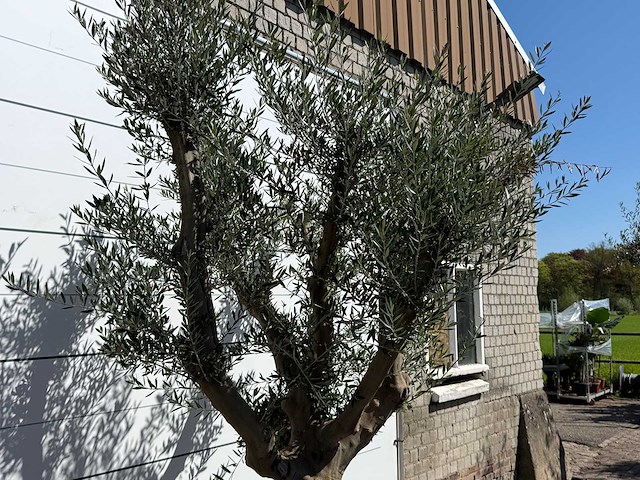 Olijfboom vertakt xxl - olea europaea - ca. 120 jaar oud - hoogte ca. 280 cm - afbeelding 5 van  9