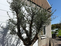 Olijfboom vertakt xxl - olea europaea - ca. 120 jaar oud - hoogte ca. 280 cm - afbeelding 5 van  9