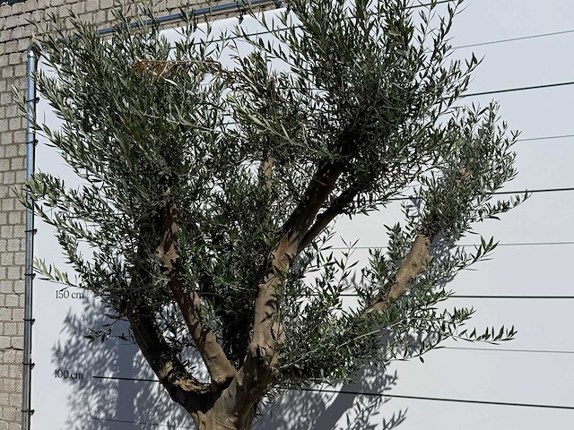 Olijfboom vertakt xxl - olea europaea - ca. 120 jaar oud - hoogte ca. 280 cm - afbeelding 6 van  9