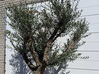 Olijfboom vertakt xxl - olea europaea - ca. 120 jaar oud - hoogte ca. 280 cm - afbeelding 6 van  9