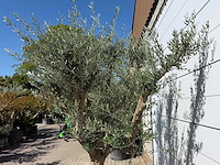 Olijfboom vertakt xxl - olea europaea - ca. 120 jaar oud - hoogte ca. 280 cm - afbeelding 4 van  9