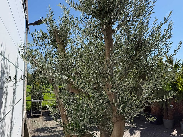 Olijfboom vertakt xxl - olea europaea - ca. 120 jaar oud - hoogte ca. 280 cm - afbeelding 7 van  9