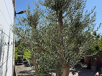 Olijfboom vertakt xxl - olea europaea - ca. 120 jaar oud - hoogte ca. 280 cm - afbeelding 7 van  9