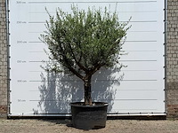 Olijfboom vertakt xxl - olea europaea - ca. 80 jaar oud - hoogte ca. 280 cm - afbeelding 1 van  5