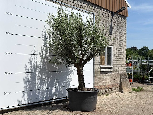 Olijfboom vertakt xxl - olea europaea - ca. 80 jaar oud - hoogte ca. 280 cm - afbeelding 2 van  5