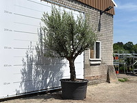 Olijfboom vertakt xxl - olea europaea - ca. 80 jaar oud - hoogte ca. 280 cm - afbeelding 2 van  5