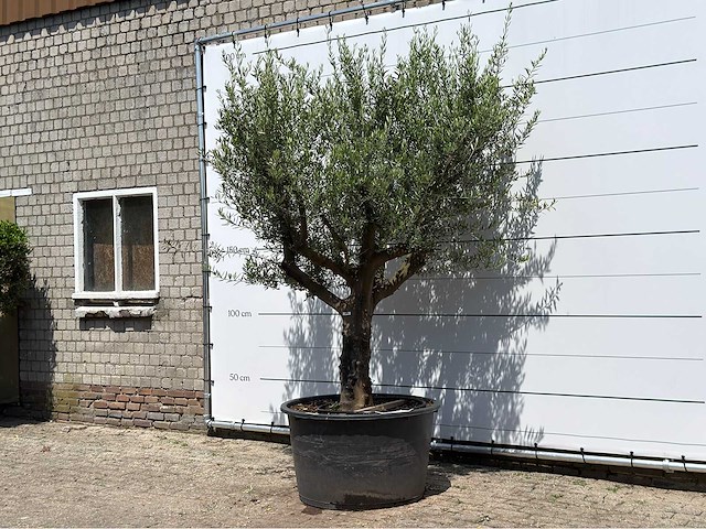 Olijfboom vertakt xxl - olea europaea - ca. 80 jaar oud - hoogte ca. 280 cm - afbeelding 3 van  5
