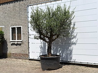 Olijfboom vertakt xxl - olea europaea - ca. 80 jaar oud - hoogte ca. 280 cm - afbeelding 3 van  5