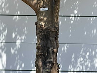 Olijfboom vertakt xxl - olea europaea - ca. 80 jaar oud - hoogte ca. 280 cm - afbeelding 4 van  5