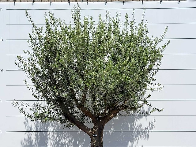 Olijfboom vertakt xxl - olea europaea - ca. 80 jaar oud - hoogte ca. 280 cm - afbeelding 5 van  5
