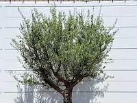Olijfboom vertakt xxl - olea europaea - ca. 80 jaar oud - hoogte ca. 280 cm - afbeelding 5 van  5