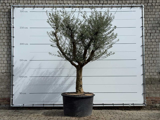 Olijfboom vertakt xxl - olea europaea - ca. 80 jaar oud - hoogte ca. 280 cm - afbeelding 1 van  7