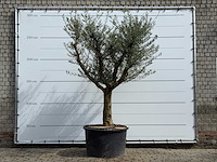 Olijfboom vertakt xxl - olea europaea - ca. 80 jaar oud - hoogte ca. 280 cm - afbeelding 1 van  7