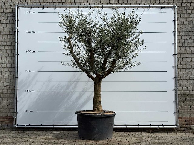 Olijfboom vertakt xxl - olea europaea - ca. 80 jaar oud - hoogte ca. 280 cm - afbeelding 2 van  7
