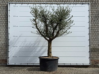 Olijfboom vertakt xxl - olea europaea - ca. 80 jaar oud - hoogte ca. 280 cm - afbeelding 2 van  7
