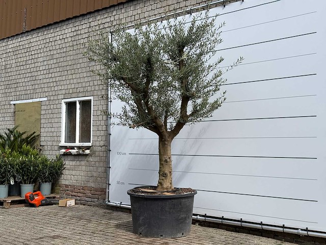 Olijfboom vertakt xxl - olea europaea - ca. 80 jaar oud - hoogte ca. 280 cm - afbeelding 3 van  7