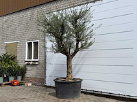 Olijfboom vertakt xxl - olea europaea - ca. 80 jaar oud - hoogte ca. 280 cm - afbeelding 3 van  7