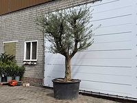Olijfboom vertakt xxl - olea europaea - ca. 80 jaar oud - hoogte ca. 280 cm - afbeelding 4 van  7