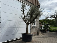 Olijfboom vertakt xxl - olea europaea - ca. 80 jaar oud - hoogte ca. 280 cm - afbeelding 5 van  7