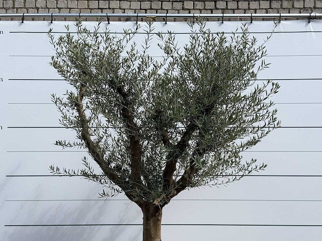 Olijfboom vertakt xxl - olea europaea - ca. 80 jaar oud - hoogte ca. 280 cm - afbeelding 6 van  7