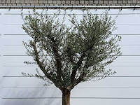 Olijfboom vertakt xxl - olea europaea - ca. 80 jaar oud - hoogte ca. 280 cm - afbeelding 6 van  7