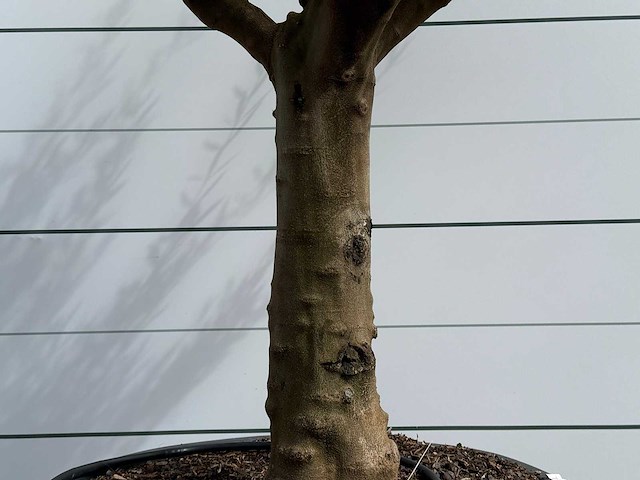 Olijfboom vertakt xxl - olea europaea - ca. 80 jaar oud - hoogte ca. 280 cm - afbeelding 7 van  7