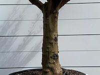 Olijfboom vertakt xxl - olea europaea - ca. 80 jaar oud - hoogte ca. 280 cm - afbeelding 7 van  7