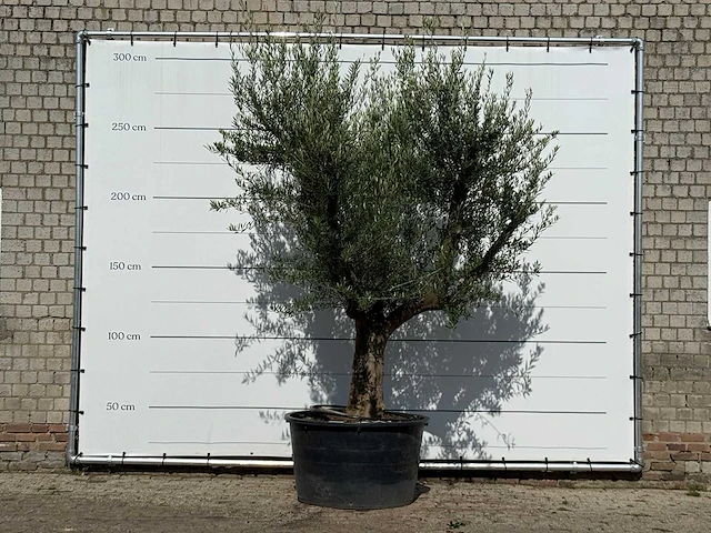 Olijfboom vertakt xxl - olea europaea - ca. 80 jaar oud - hoogte ca. 280 cm - afbeelding 1 van  3