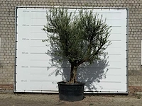 Olijfboom vertakt xxl - olea europaea - ca. 80 jaar oud - hoogte ca. 280 cm