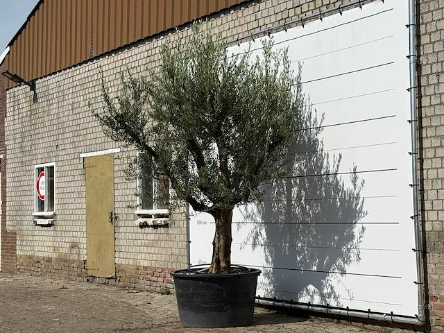Olijfboom vertakt xxl - olea europaea - ca. 80 jaar oud - hoogte ca. 280 cm - afbeelding 2 van  3