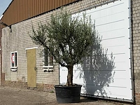 Olijfboom vertakt xxl - olea europaea - ca. 80 jaar oud - hoogte ca. 280 cm - afbeelding 2 van  3