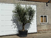 Olijfboom vertakt xxl - olea europaea - ca. 80 jaar oud - hoogte ca. 280 cm - afbeelding 3 van  3
