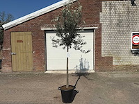 Olijfboom wilde kruin - olea europeau - hoogte ca. 200cm - afbeelding 1 van  5