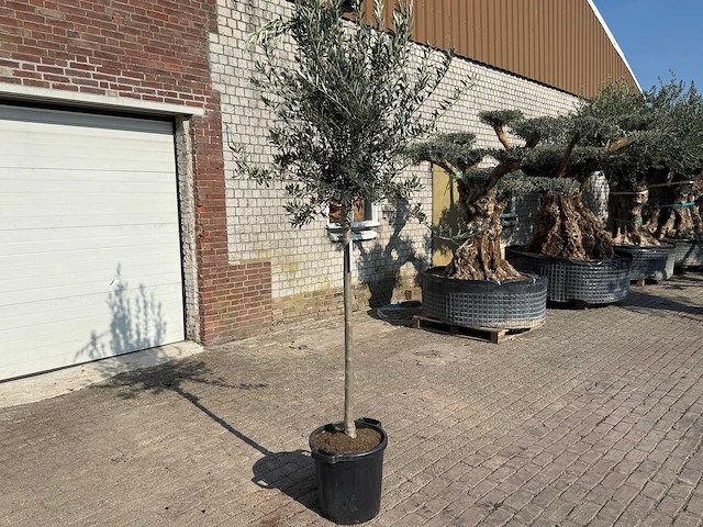Olijfboom wilde kruin - olea europeau - hoogte ca. 200cm - afbeelding 2 van  5