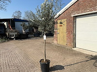 Olijfboom wilde kruin - olea europeau - hoogte ca. 200cm - afbeelding 3 van  5