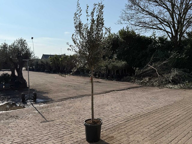 Olijfboom wilde kruin - olea europeau - hoogte ca. 200cm - afbeelding 4 van  5
