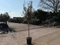 Olijfboom wilde kruin - olea europeau - hoogte ca. 200cm - afbeelding 4 van  5