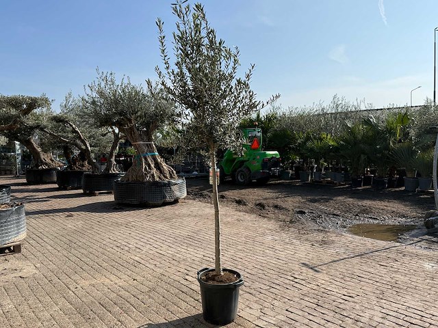 Olijfboom wilde kruin - olea europeau - hoogte ca. 200cm - afbeelding 5 van  5