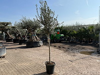 Olijfboom wilde kruin - olea europeau - hoogte ca. 200cm - afbeelding 5 van  5
