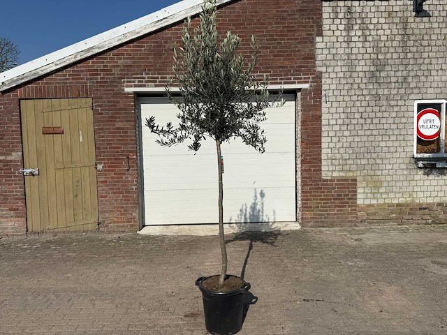 Olijfboom wilde kruin - olea europeau - hoogte ca. 200cm - afbeelding 1 van  5