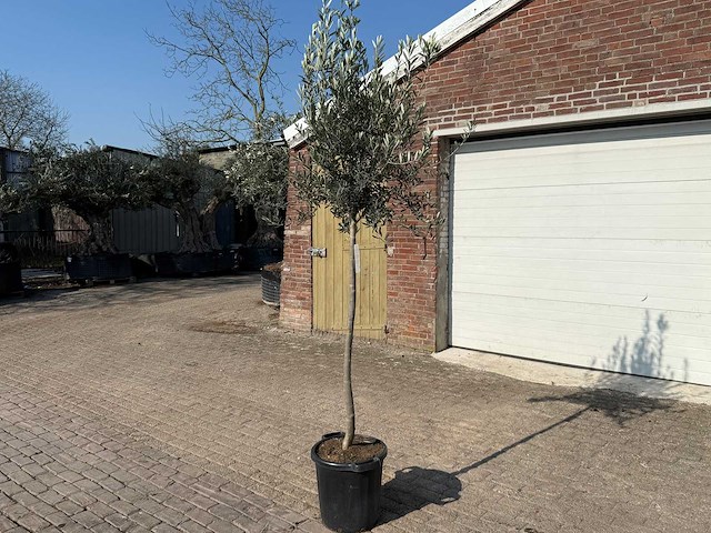 Olijfboom wilde kruin - olea europeau - hoogte ca. 200cm - afbeelding 2 van  5