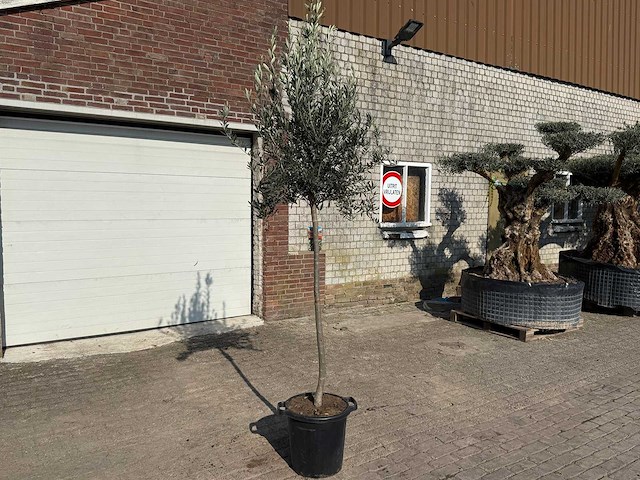 Olijfboom wilde kruin - olea europeau - hoogte ca. 200cm - afbeelding 3 van  5
