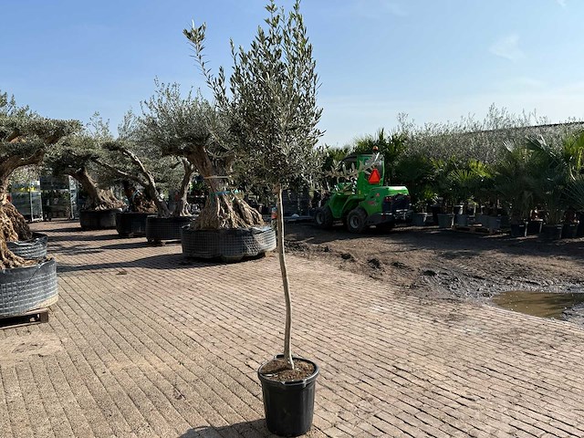 Olijfboom wilde kruin - olea europeau - hoogte ca. 200cm - afbeelding 4 van  5