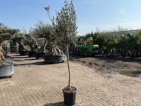 Olijfboom wilde kruin - olea europeau - hoogte ca. 200cm - afbeelding 4 van  5