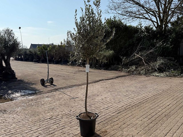 Olijfboom wilde kruin - olea europeau - hoogte ca. 200cm - afbeelding 5 van  5