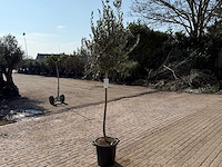 Olijfboom wilde kruin - olea europeau - hoogte ca. 200cm - afbeelding 5 van  5