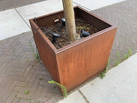 Olijfboom - afbeelding 3 van  6