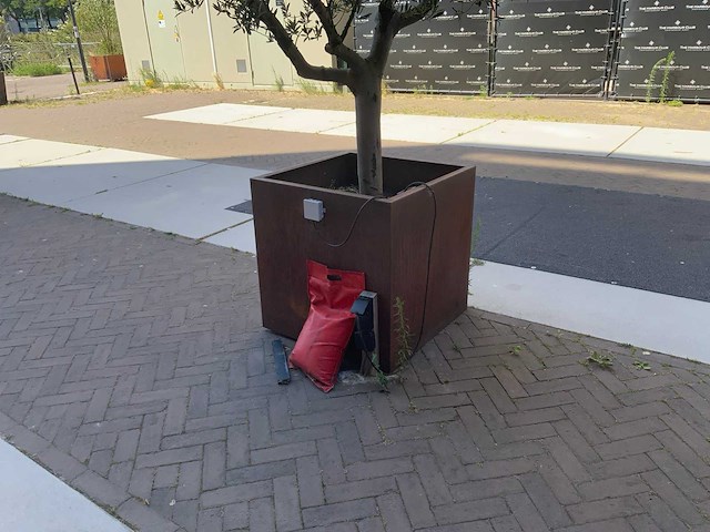 Olijfboom - afbeelding 5 van  6