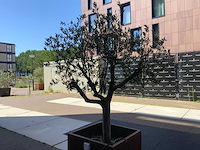 Olijfboom - afbeelding 6 van  6